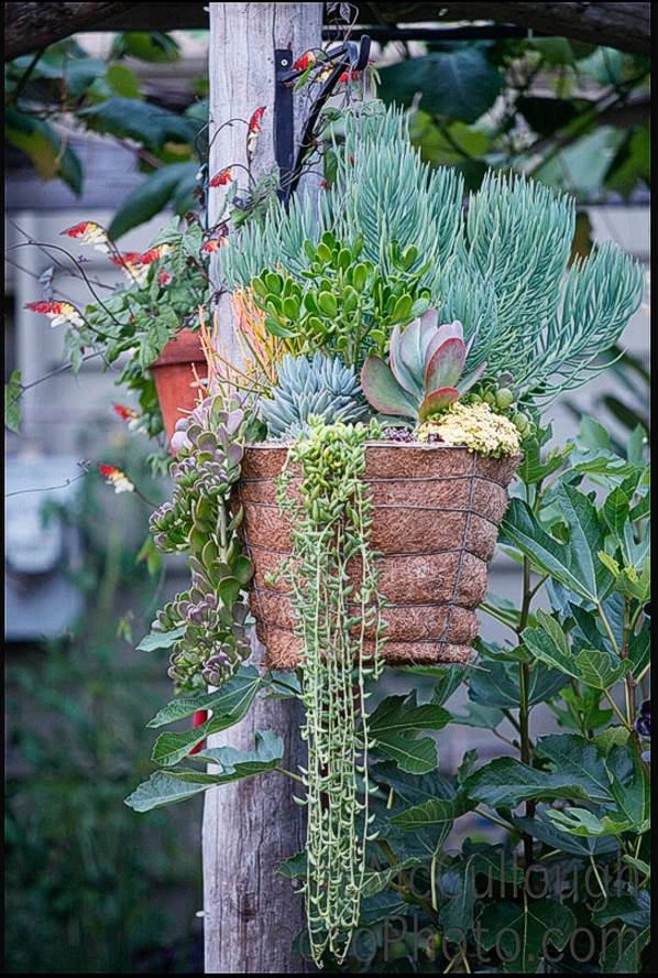 Display 2. Hanging coconut husk basket featuring Blue Pencil plants, an Aeonium Irish bouquet, and Hanging Crescents.